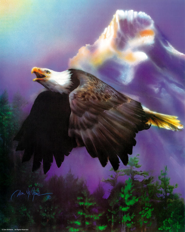 Bald eagle by Dan McManis