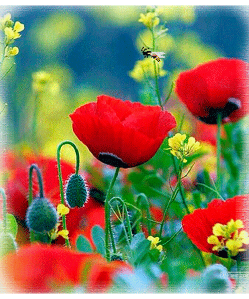 Flower gif (Image trouvée sur le net)