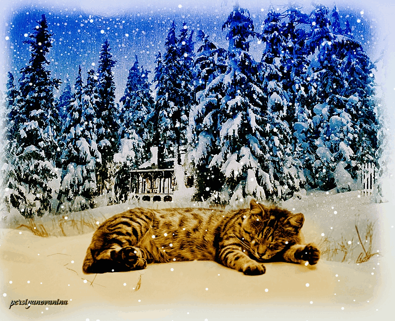 gif chat cat gato Page 10