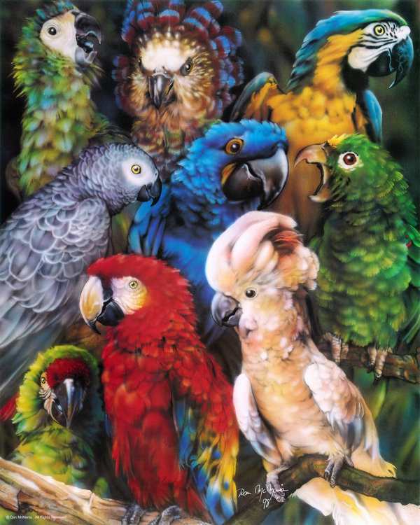 Parrots by Dan McManis