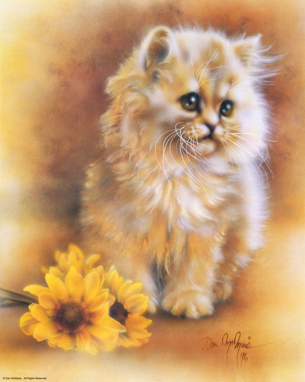 Kitten by sunflower by Dan McManis