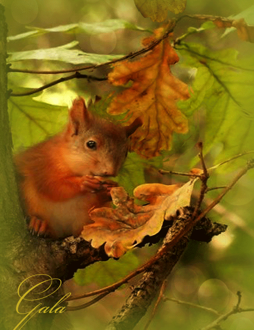 In the autumn forest ... by Gala